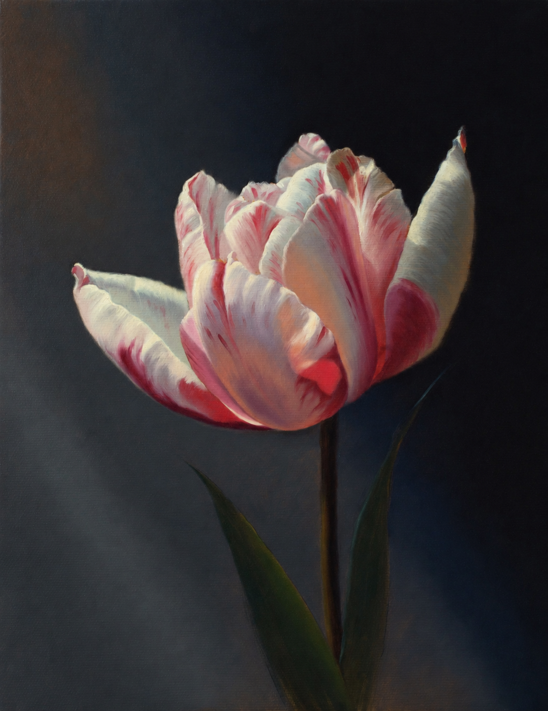 Finished white and red tulip oil painting by Jan Matejak, included in the M8 Tulip Academy